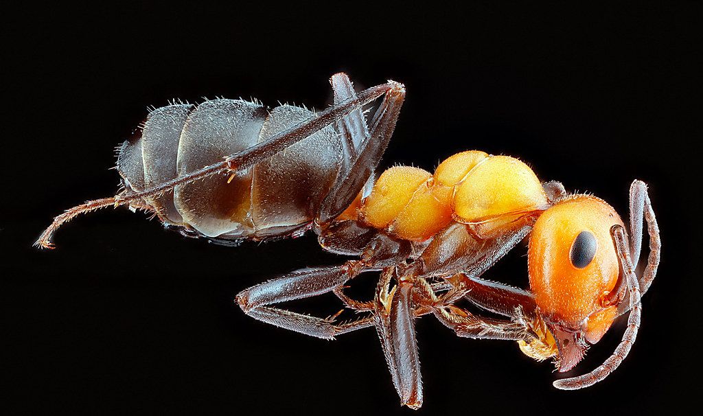 Ant Control service in East Lansing, MI