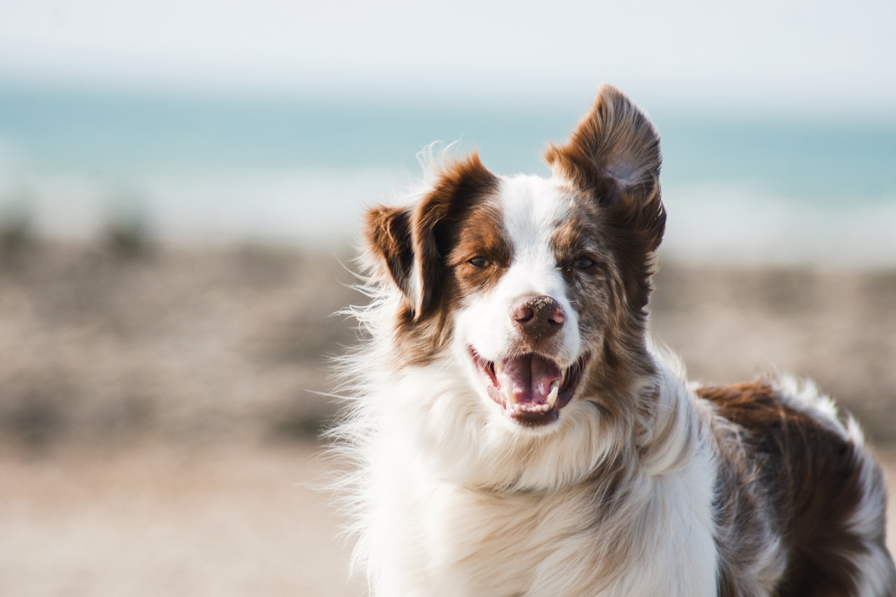 Flea & Tick Control service in East Lansing, MI