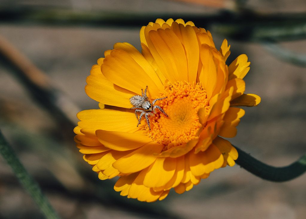 Spider Control service in East Lansing, MI
